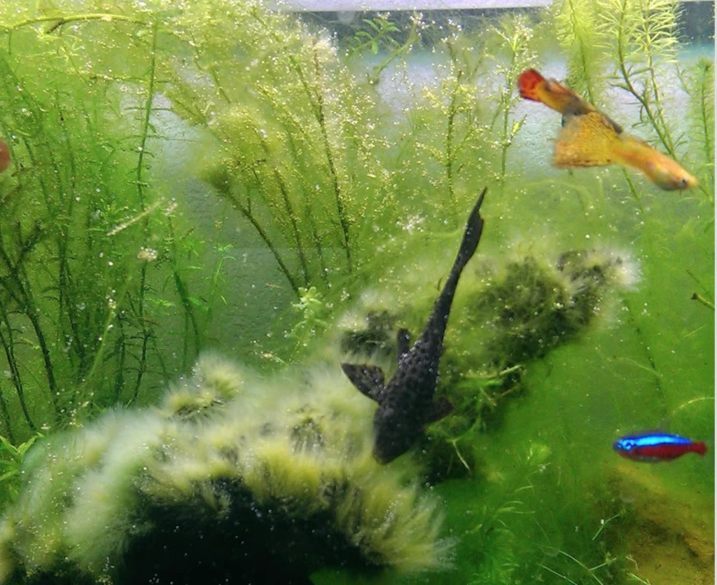 aquarium algae