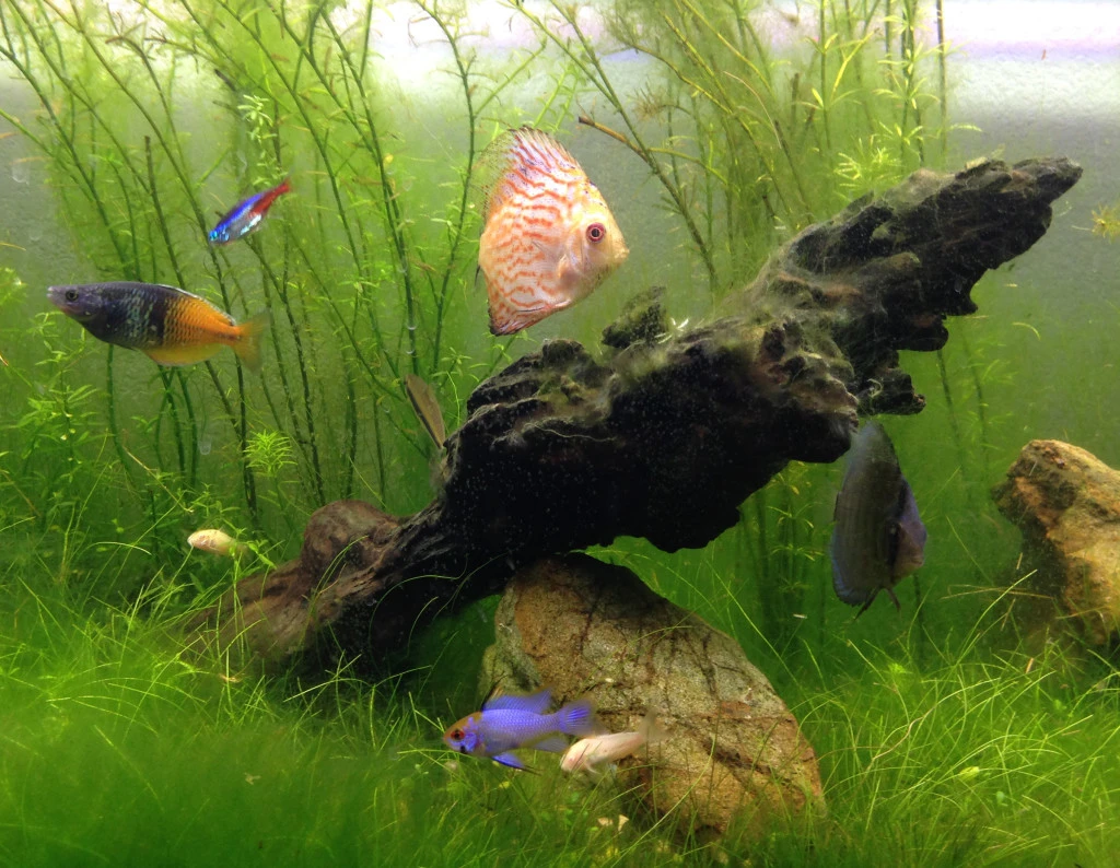fish natural selection