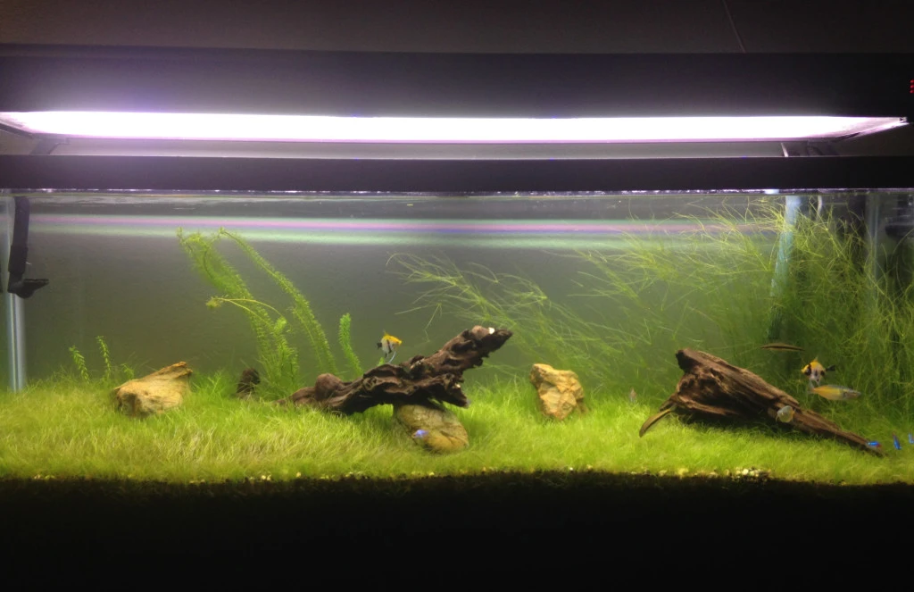 fishtank tetras