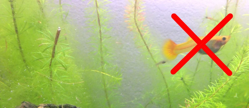 yellow guppy